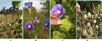Image result for Ipomoea parasitica