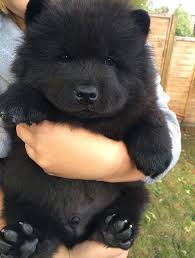 The benefit of owning a german shepherd mix. 17 Chubby Puppies That Look Like Teddy Bears