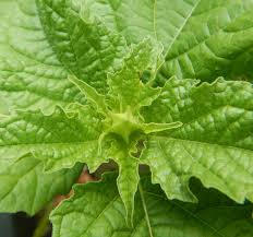 Image result for Nicandra physalodes