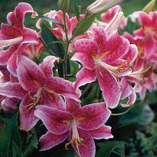 Provides a profusion of flowers in june and july. Oriental Lily Indoors Stargazer Lilium Hybrid My Garden Life