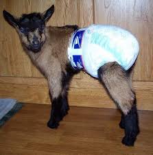 How To Diaper A Billy Baby Goats Goats Boer Goats