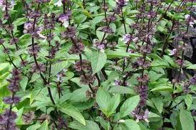 Image result for Ocimum angustifolium