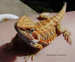 Bearded dragons can eat baby arugula not the mature one. Bearded Dragon Faq How To Keep Your Pet Lizard Healthy