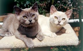 The new encyclopedia of the cat dr. Burmese Cats Burke S Backyard