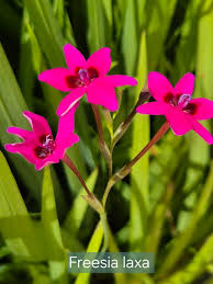 Image result for Freesia laxa