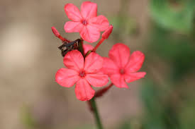 Image result for Plumbago ituriensis