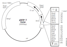 Plasmid dapat melakukan replikasi bertindak sebagai vektor : Https E Journal Unair Ac Id Jkr Article Download 3092 2276
