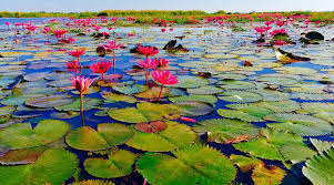 Image result for Lotus