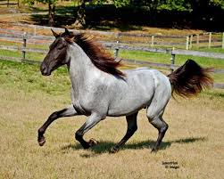 Pin On My Passion Horses