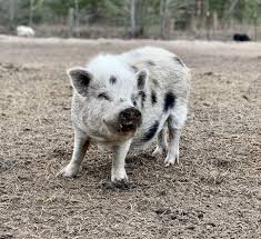 What Do You Get When You Cross A Pig And Superman The Man Of Squeal Happy Wednesday Friends C Pot Belly Pigs Animal Sanctuary Cotton Branches