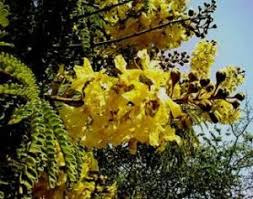 Image result for Triumfetta dekindtiana