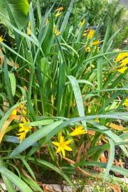 Image result for Barleria crossandriformis