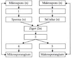 Check spelling or type a new query. Perhatikan Skema Metagenesis Tumbuhan Paku Heteros