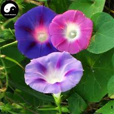 Buy Morning Glory Flower Seeds 120pcs Plant Chinese Pharbitis Nil Flower Garden Flower Seeds Spring Garden Flowers Flower Seeds Online