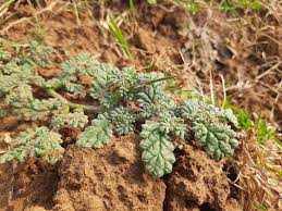 Image result for Coldenia procumbens