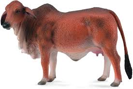 There are two overall color classifications of brahman cattle: Buy Hamleys Collecta Red Brahman Cow Multi Color Online At Low Prices In India Amazon In