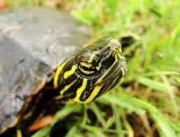 The best practice is not to wait more than 3 days between each meal. Painted Turtles Set To Become All Female New Scientist