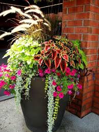 La Recette Secrete Pour Realiser Un Pot Patio Majestueux La Ferme Grover Plans De Jardin De Fleurs Jardinage En Pots Fleurs Terrasse