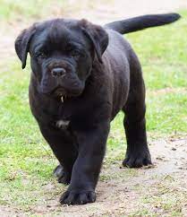 Cane Corsolarin Kokeni Itayladir Cane Corso Italiano Ismi Ile Bilinir Ve Cins Olarak Kabul Edilirler Canis Pugnax Ve Cane Corso Puppies Corso Dog Cane Corso