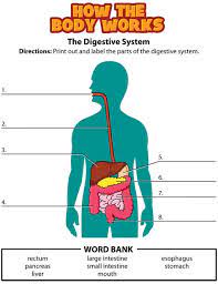 Activity Digestive System Digestive System For Kids Human Digestive System Digestive System Worksheet