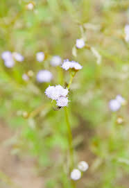 Image result for Adenostemma