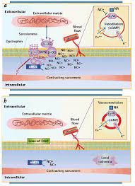 No Vascular Control In Duchenne Muscular Dystrophy Nature Medicine
