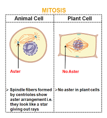 How to use cell in a sentence. Learn Differences Between Animal And Plant Cell Mitosis In 2 Minutes