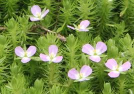 Image result for Mayacaceae