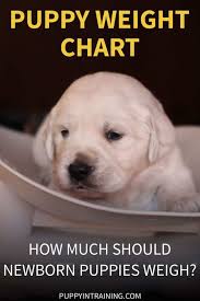 Now, not all puppies are the same, especially if you compare a chihuahua to a st. Puppy Weight Chart How Much Weight Should A Newborn Puppy Gain Per Day Puppy In Training