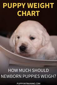 The daddy dog watches over them while the mommy gets some rest. Puppy Weight Chart How Much Weight Should A Newborn Puppy Gain Per Day Puppy In Training