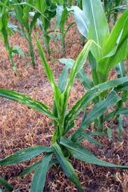 Although it rarely suffers major insect problems, mealybugs can become a nuisance both indoors and. Stink Bugs In Corn Msu Extension