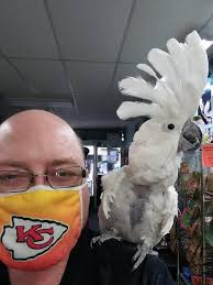 Clarence Albright Obituary (1973