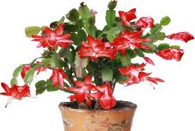 So, whenever this easter cactus decides to push out new growth, it will also form a higher concentration of needles on the new growth to if it's truly attached, then virtually the only way for this to make sense is as an accidental graft. Christmas Cactus Vs Thanksgiving Cactus Vs Easter Cactus Sunny Home Gardens