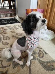 The care and well being of your pet, while he or she is in our care, is our number one priority. The Pet Spa 65 Louis St Unit A Newington Ct Pet Shops Mapquest