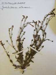 Image result for Jamesbrittenia burkeana