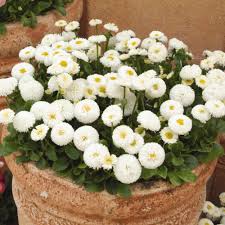 Image result for Bellis