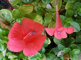 Image result for Barleria calophylloides