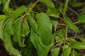 Image result for Croton inhambanensis
