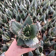 Image result for Aloe aculeata × excelsa
