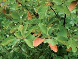Image result for Ocotea kenyensis