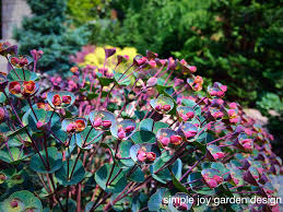 Euphorbia X Blackbird Simple Joy Garden Design Euphorbia Garden Design Simple