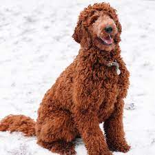 Let your mind go and color in the doodle with our free doodle coloring pages. Types Of Goldendoodle Colors With Pictures We Love Doodles