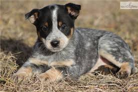 Browse thru our id verified puppy for sale listings to find your perfect puppy in australian cattle dog puppy for sale near pennsylvania, lancaster, usa. Pin By Janice Spyker On Animals Heeler Puppies Blue Heeler Puppies Australian Cattle Dog Blue Heeler