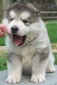 Lancaster puppies advertises puppies for sale in pa, as well as ohio, indiana, new york and other states. Chubby Alaskan Malamute Puppies For Sale Pets Lovers