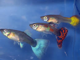 Fancy Guppies And A Betta Betta Fish Forum