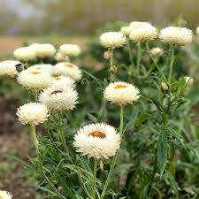 Image result for Helichrysum