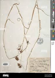 Image result for Fuirena abnormalis