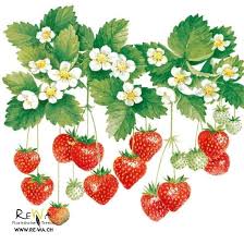Servietten Lunch 33x33 Cm Sommerfruchte Ausschneidebild Decoupage Papier Erdbeeren Garten