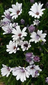 Image result for Dimorphotheca