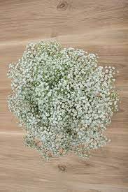 Million Star Gypso Million Stars Babys Breath Types Of Flowers